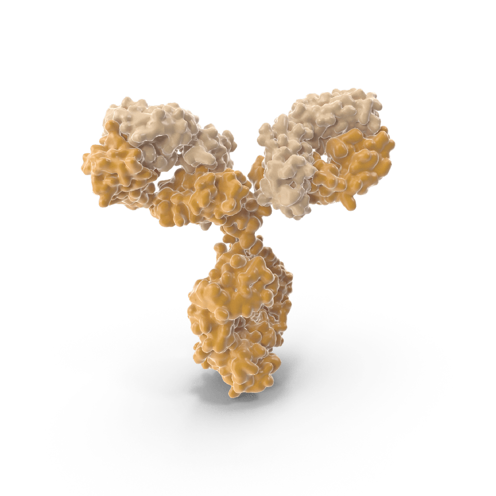 Anti-5T4 Rabbit Monoclonal Antibody