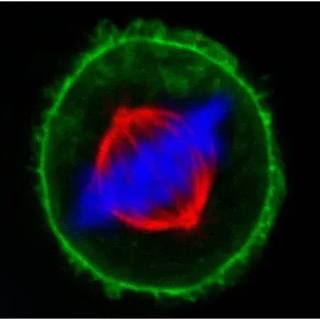 [GEN-Biot23007] TrueBlack Lipofuscin Autofluorescence Quencher, 20X in DMF